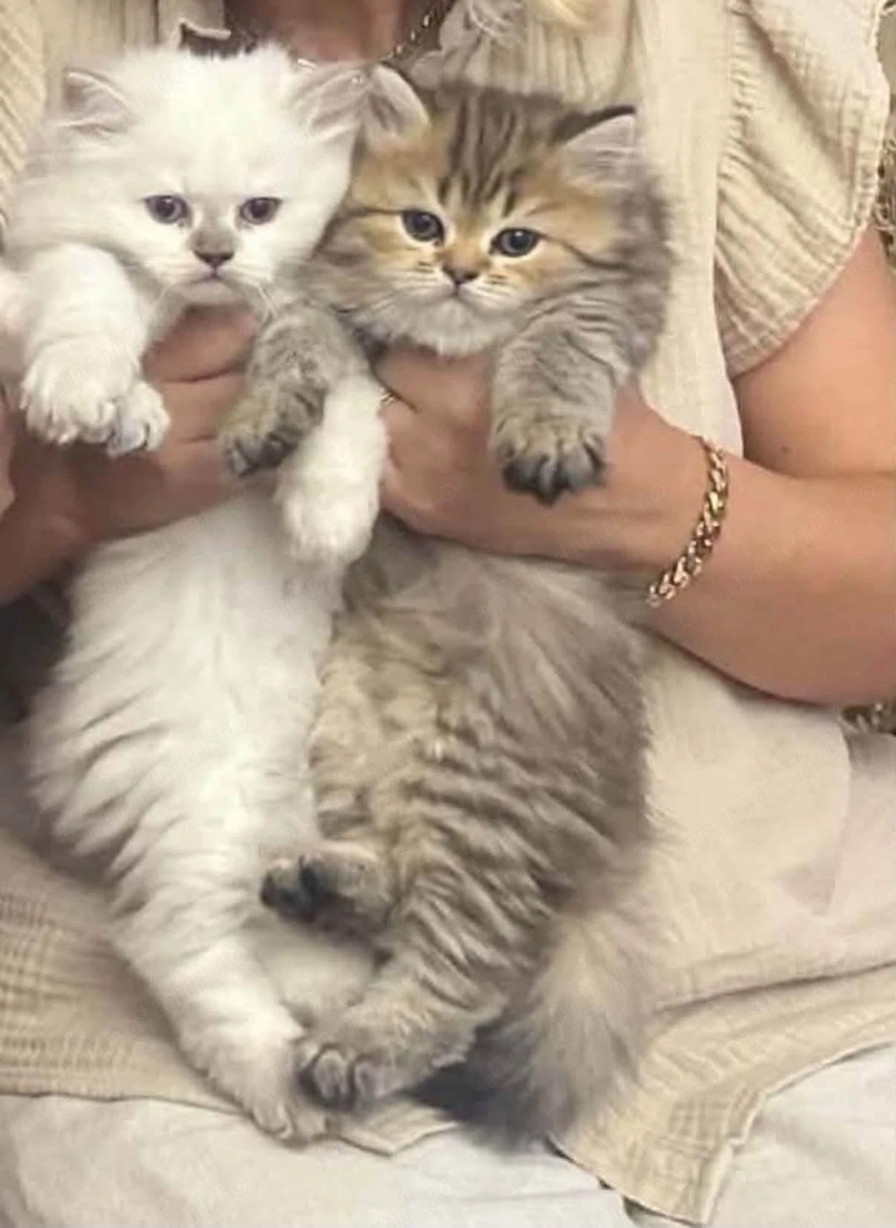 Pui British Longhair și British Shorthair   disponibili pentru rezervare craiova 