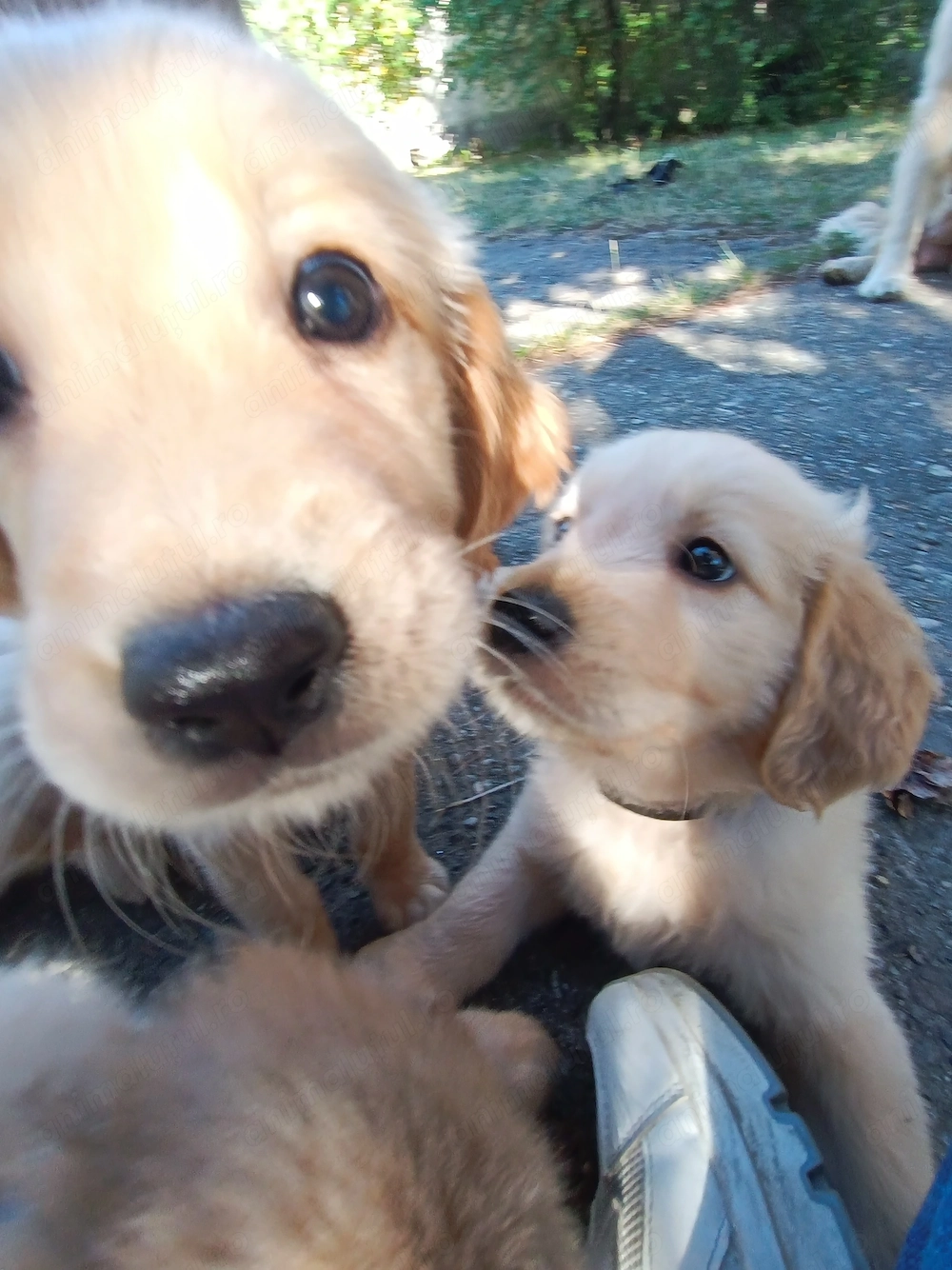 Puiuți de Golden Retriever 13 săptămâni 2 fete