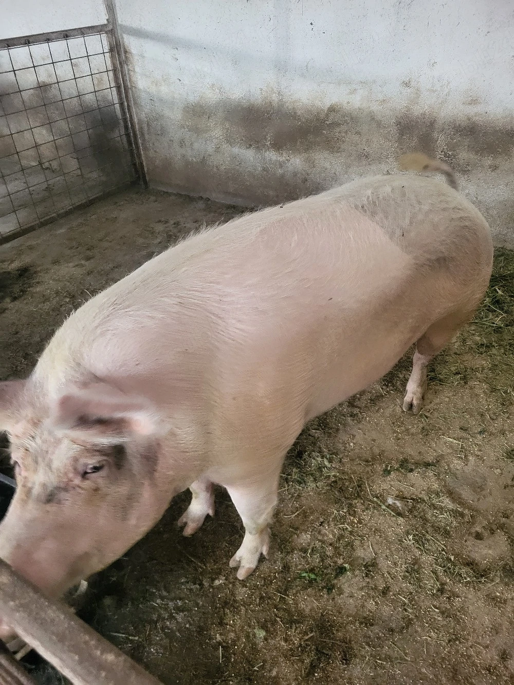 Scroafa de vanzare 