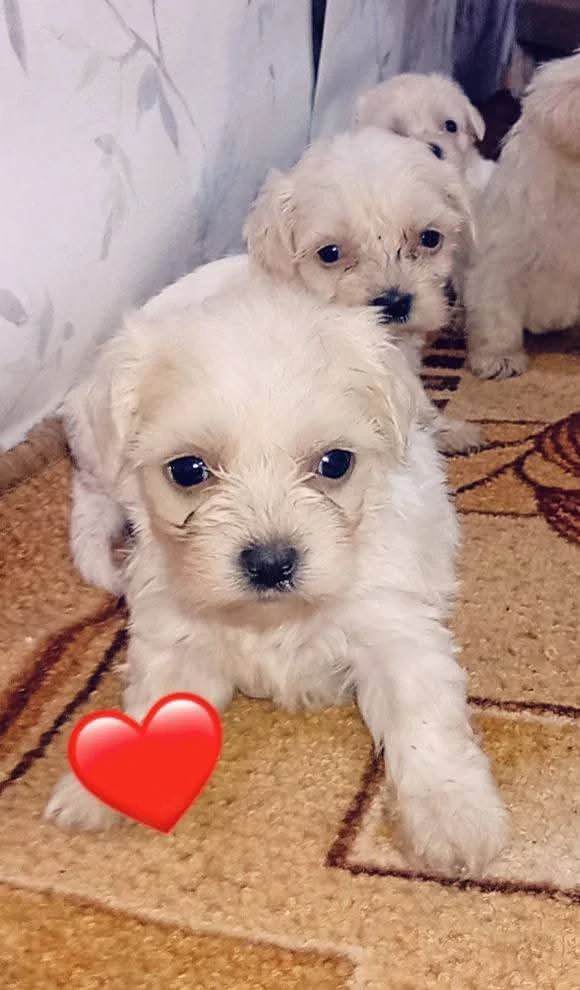 2 pui de fetite bishon