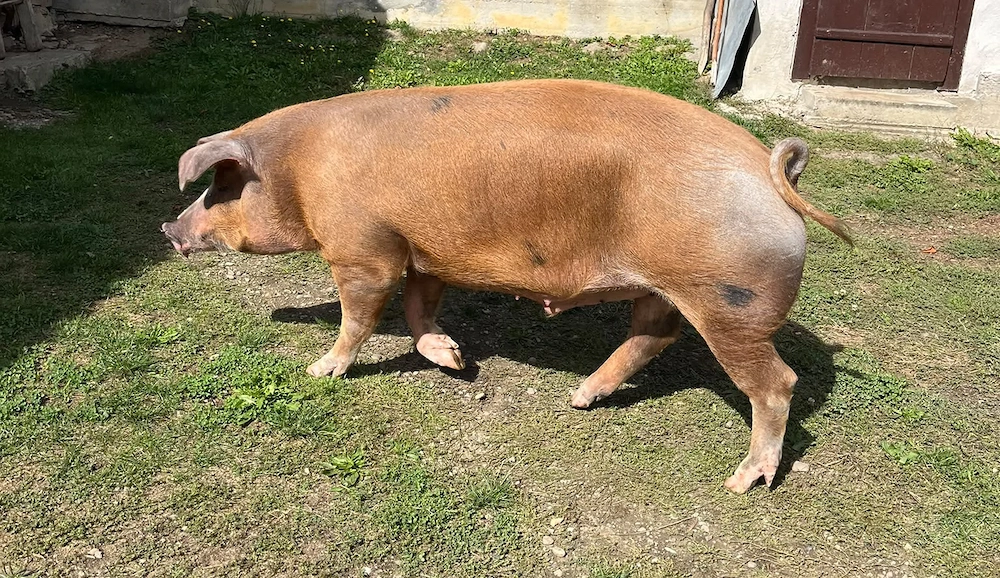 Vând porc pentru Crăciun