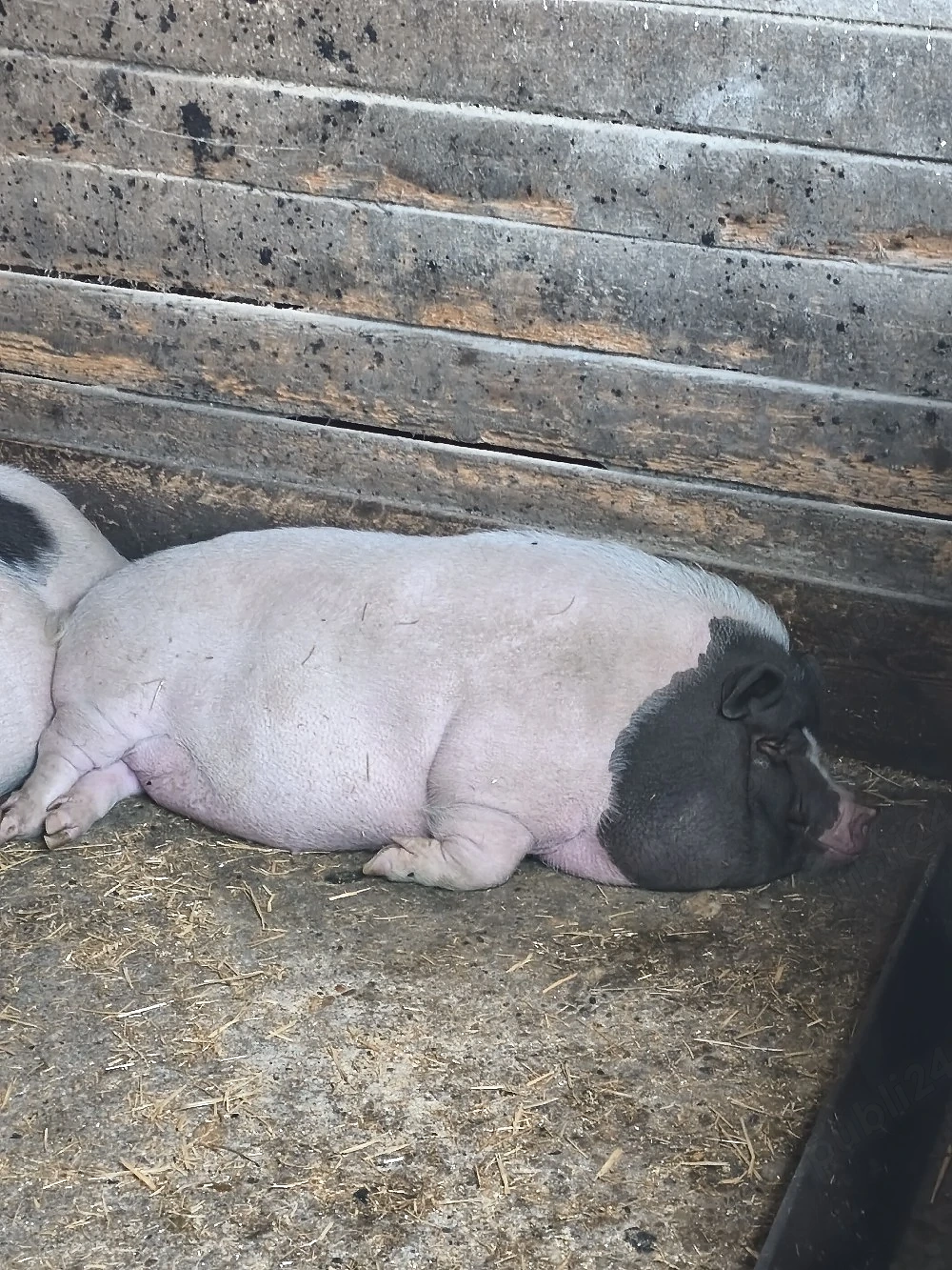 Vand porc vietnamez pentru sacrificat