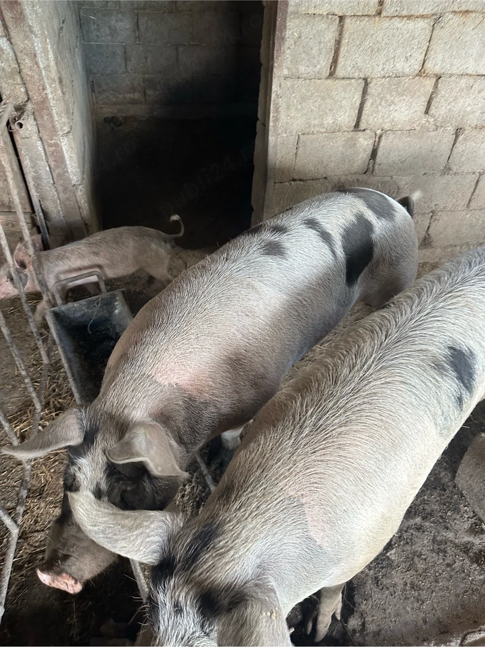 porc de taiat