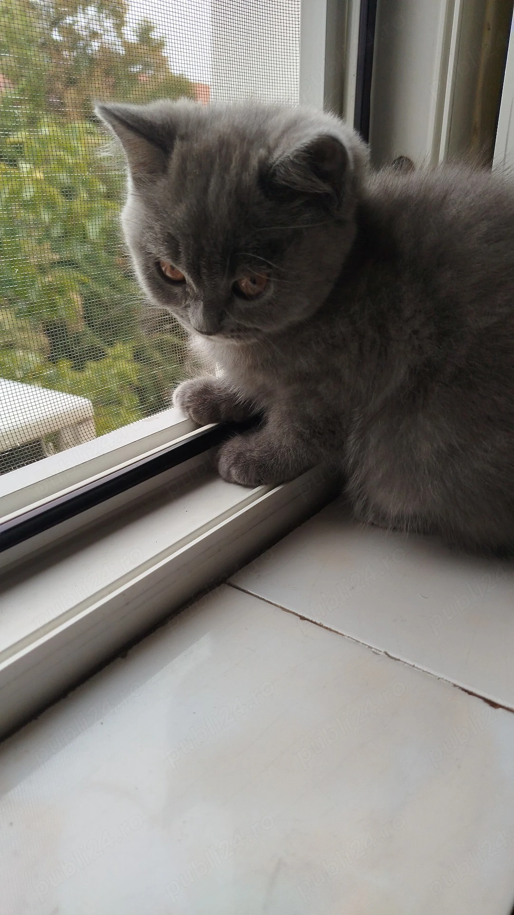 Pui british shorthair
