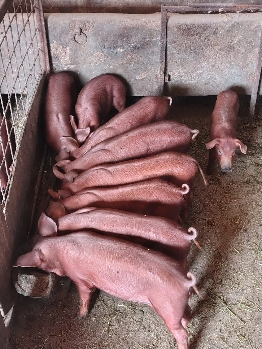 vind purcei rasa duroc