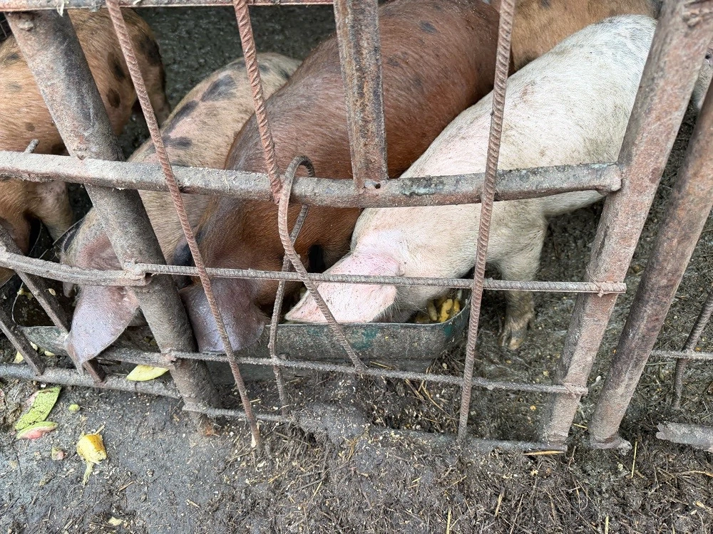 vand purcei romnesti 