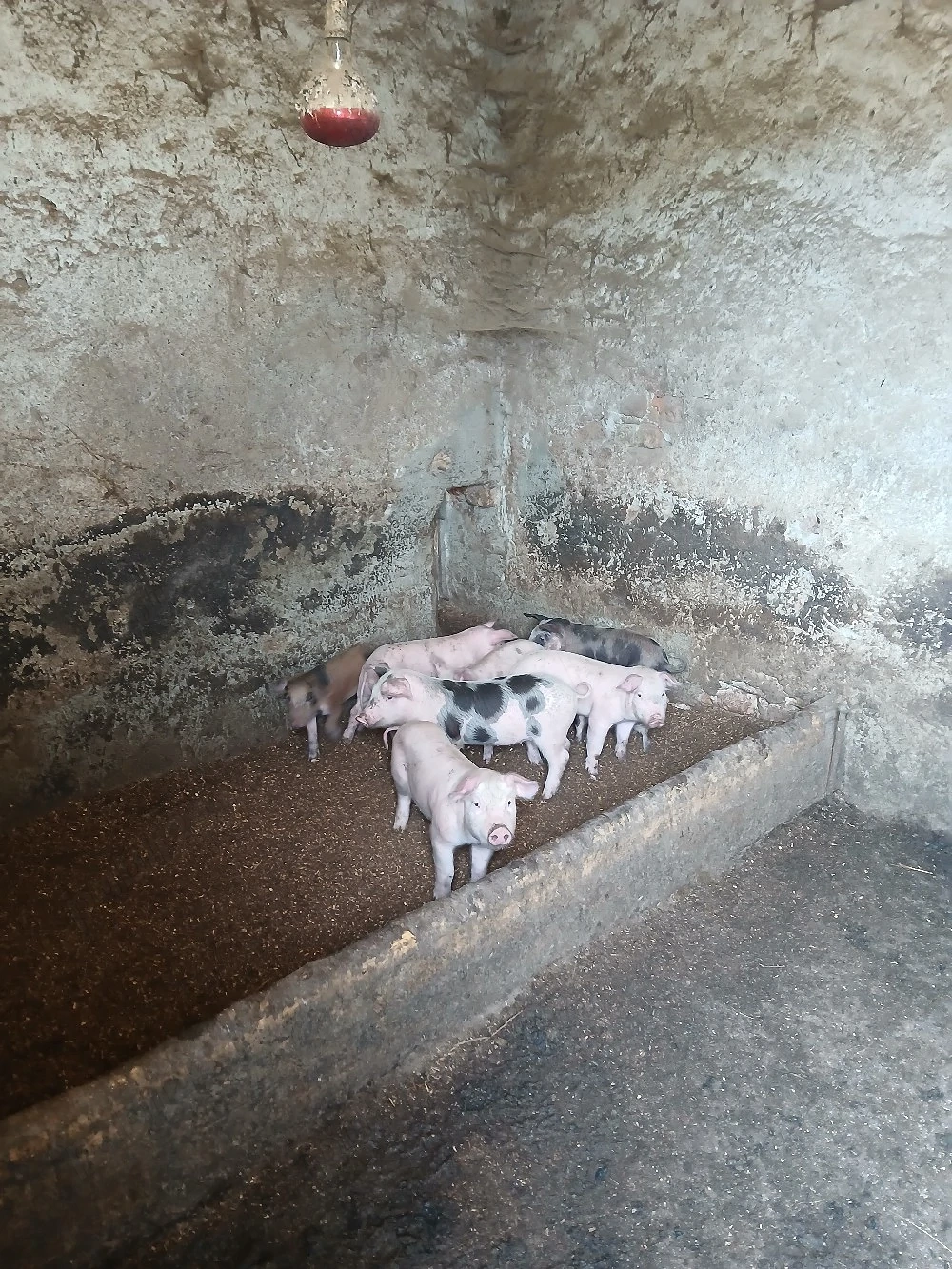 purcei de vinzare de 7 săptămâni