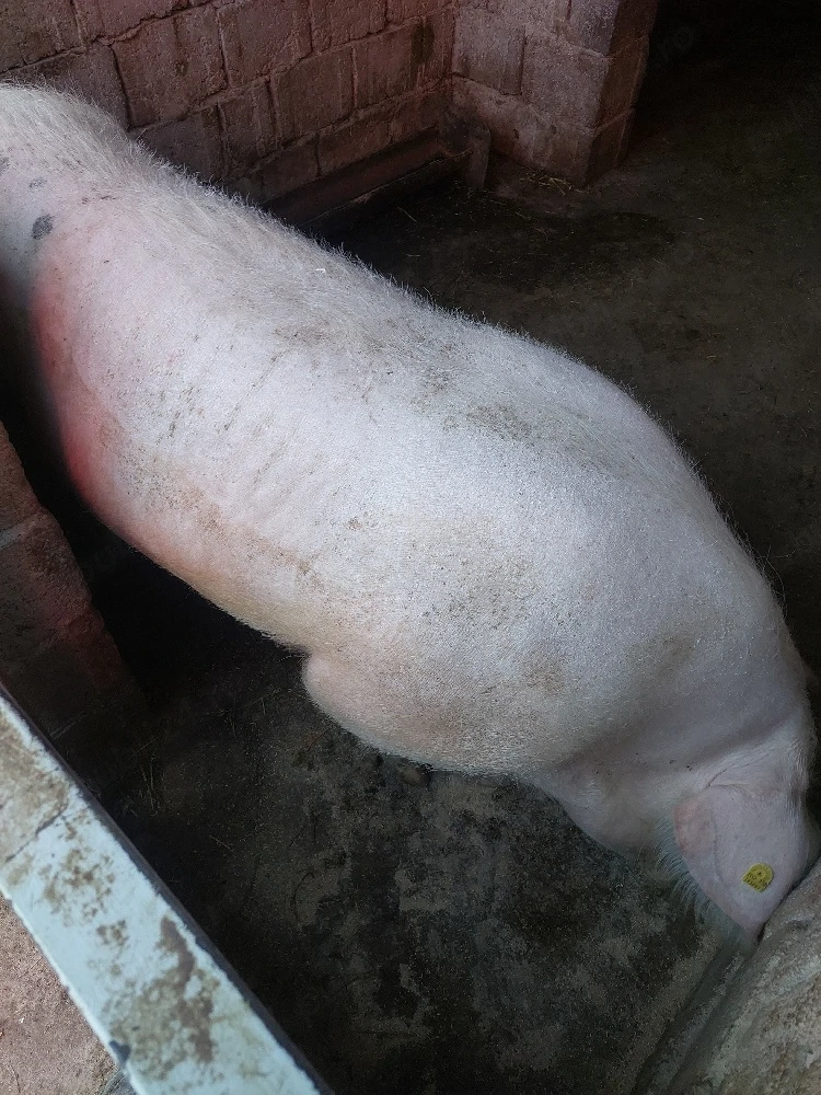 vând porc 