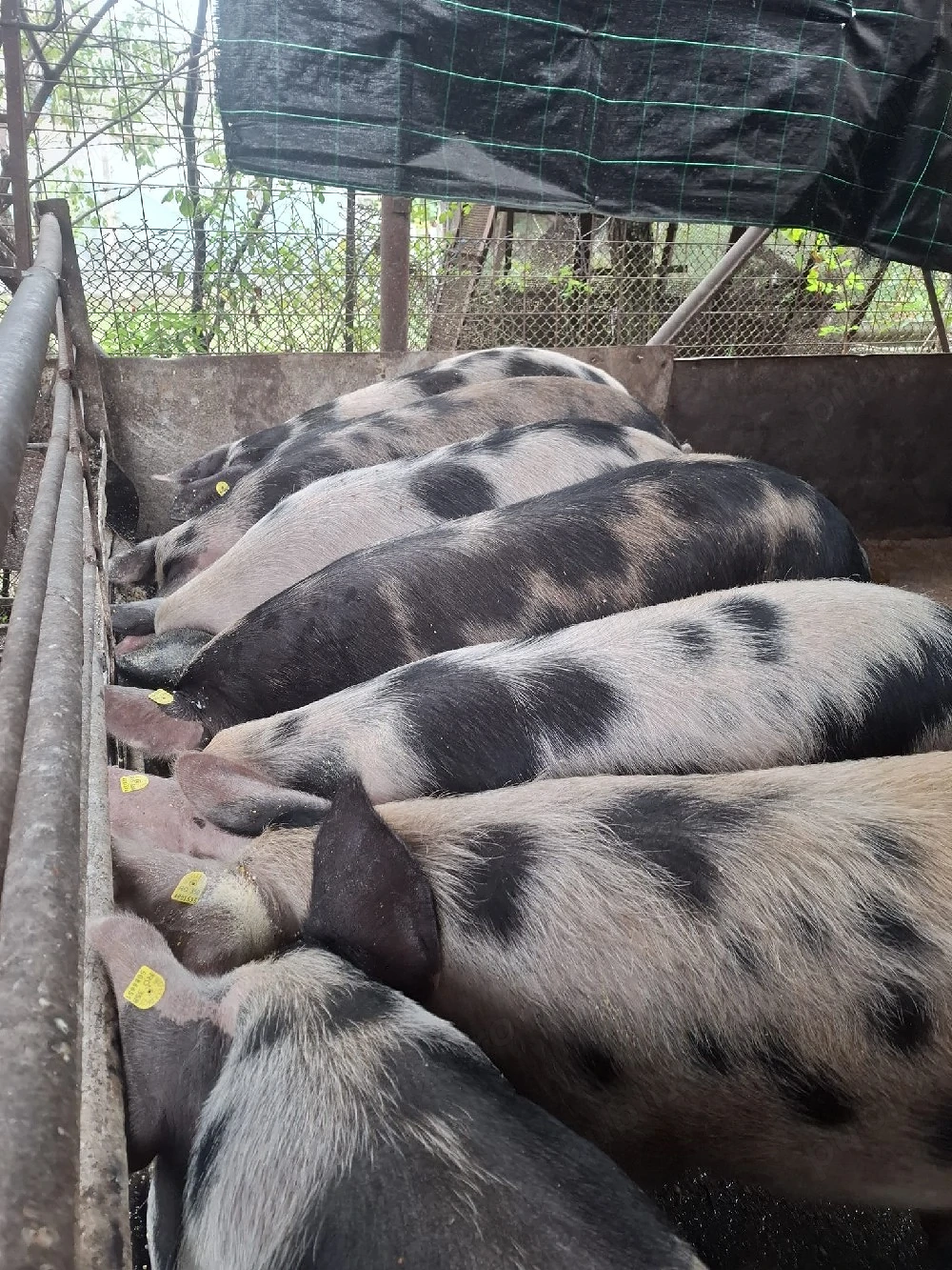 Porci de carne pt sacrificat