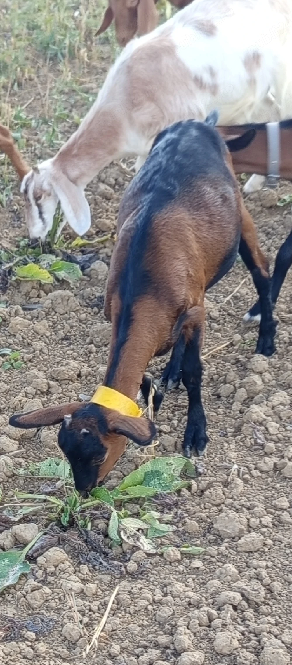 Vand doua iedute metis anglo cu alpina franceză