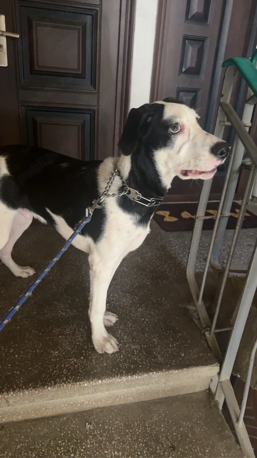 Dau spre adopție un câine de 5 luni de preferat care stau la casa , talie mare.