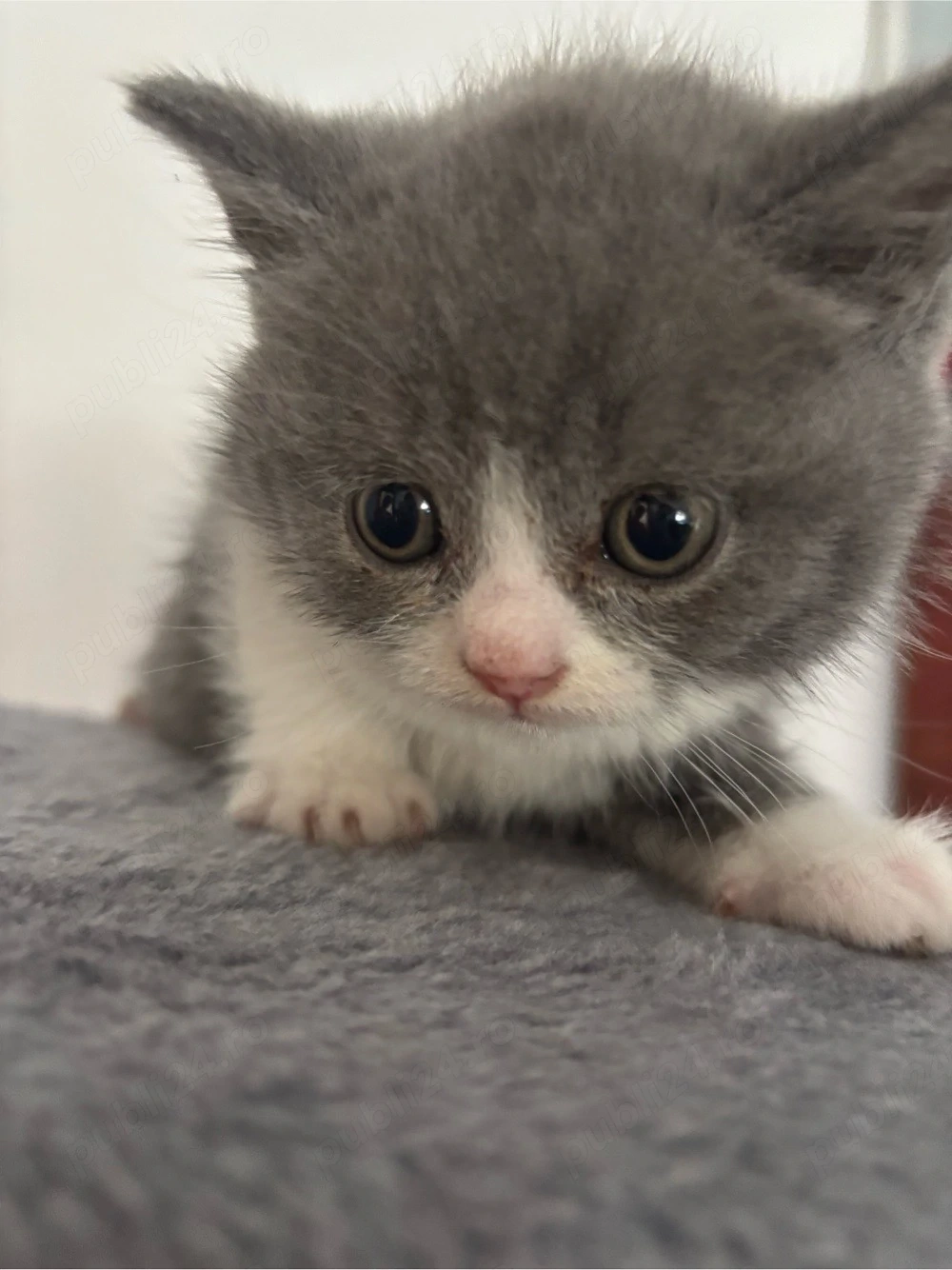 british shorthair bicolor