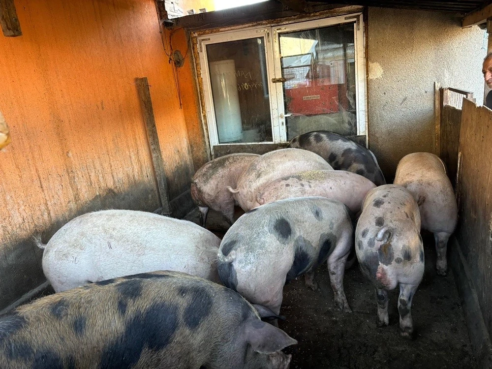 Vand porci 