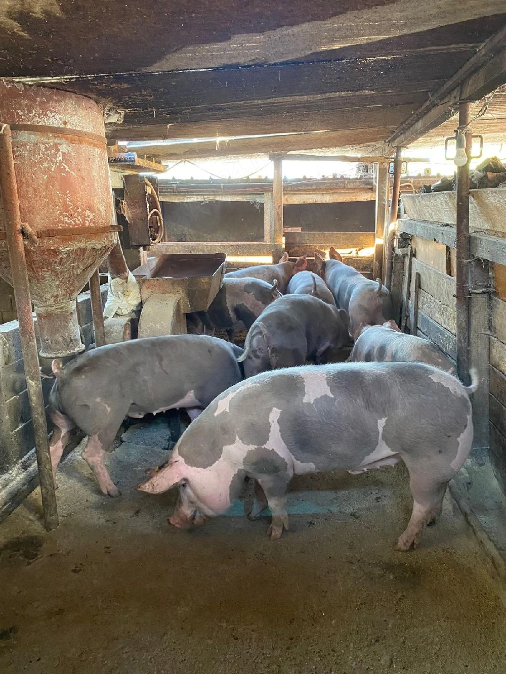 Vand porci pietrain 
