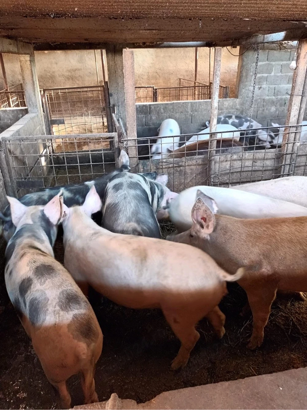 Vand porci pietrain 