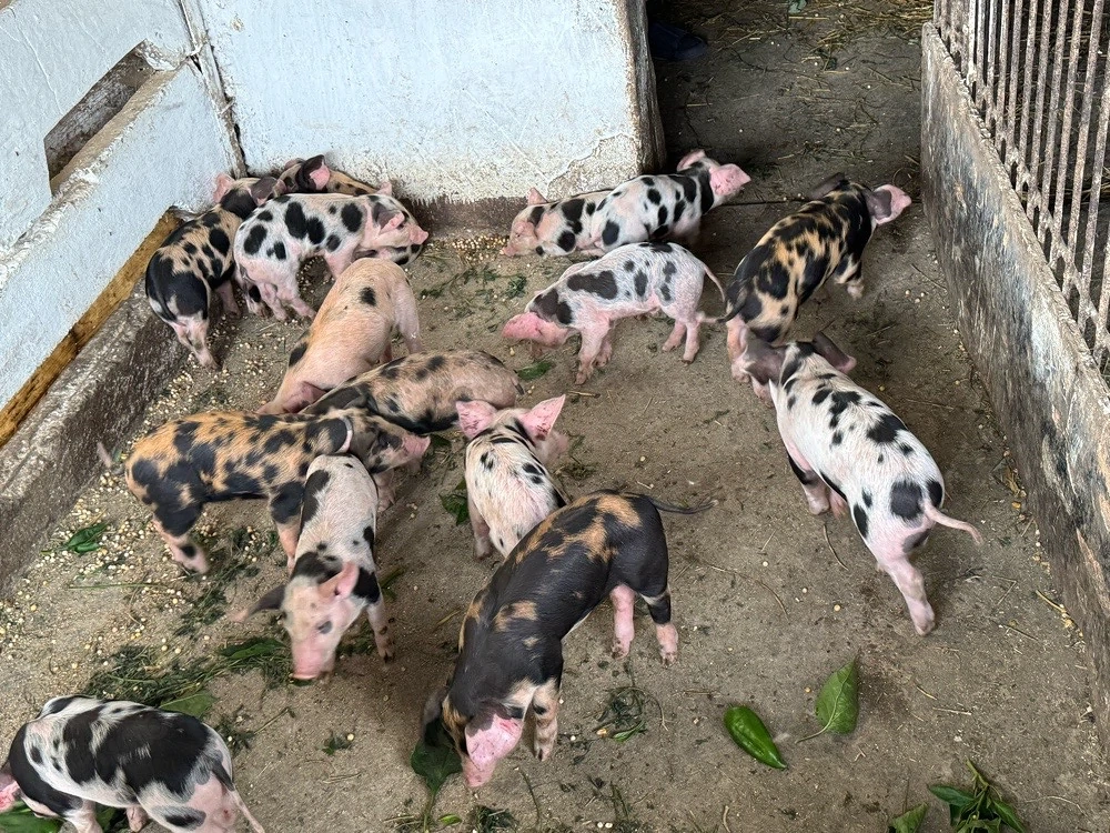 vand porci in 2 saptamni sunt disponibili