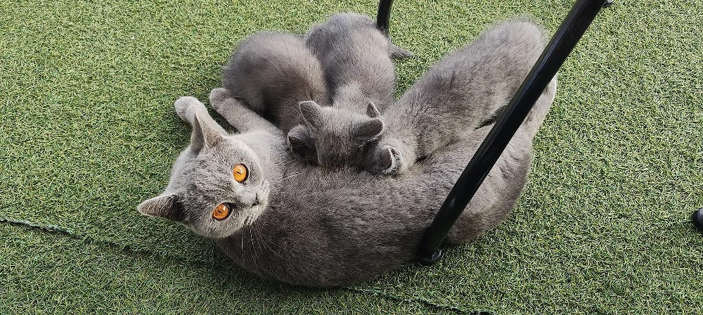 Pui  Metiș-British Shorthair