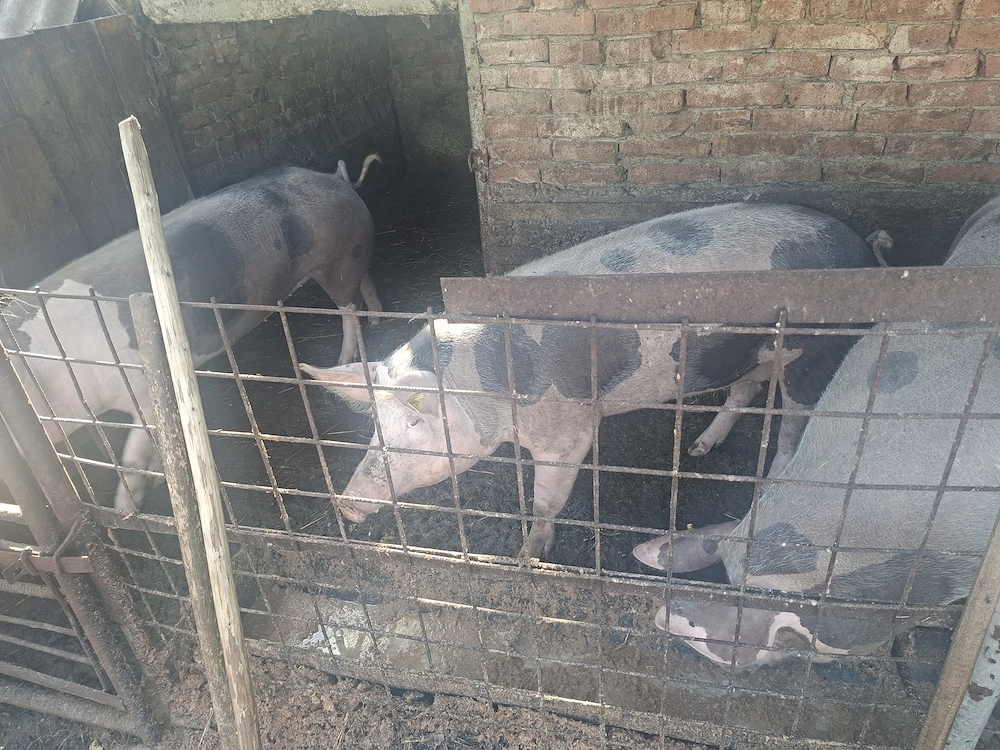 Vand porci de carne
