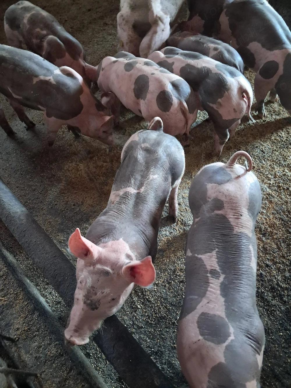 Purcei landrace si pietrain de vanzare