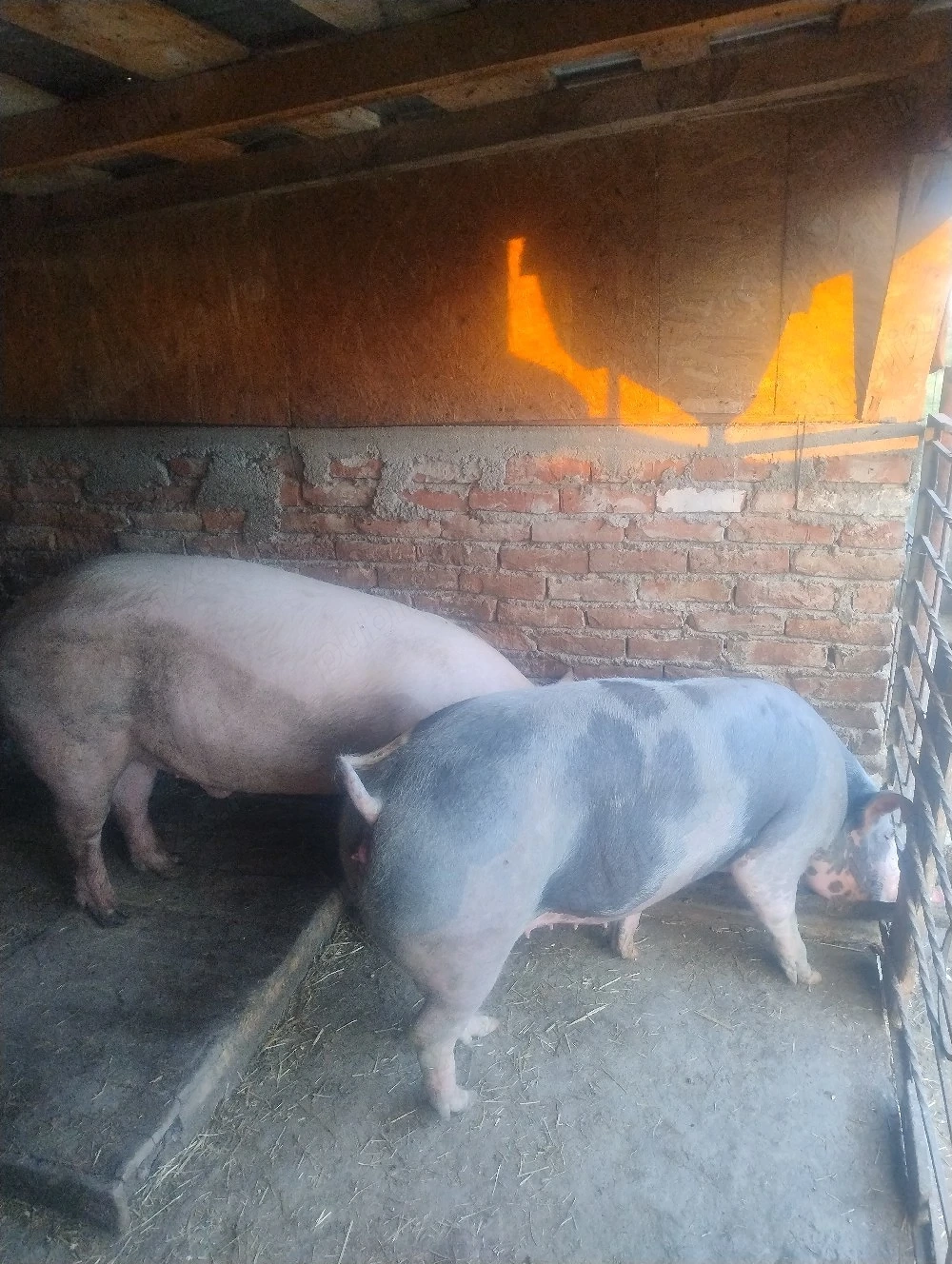 Porci mari