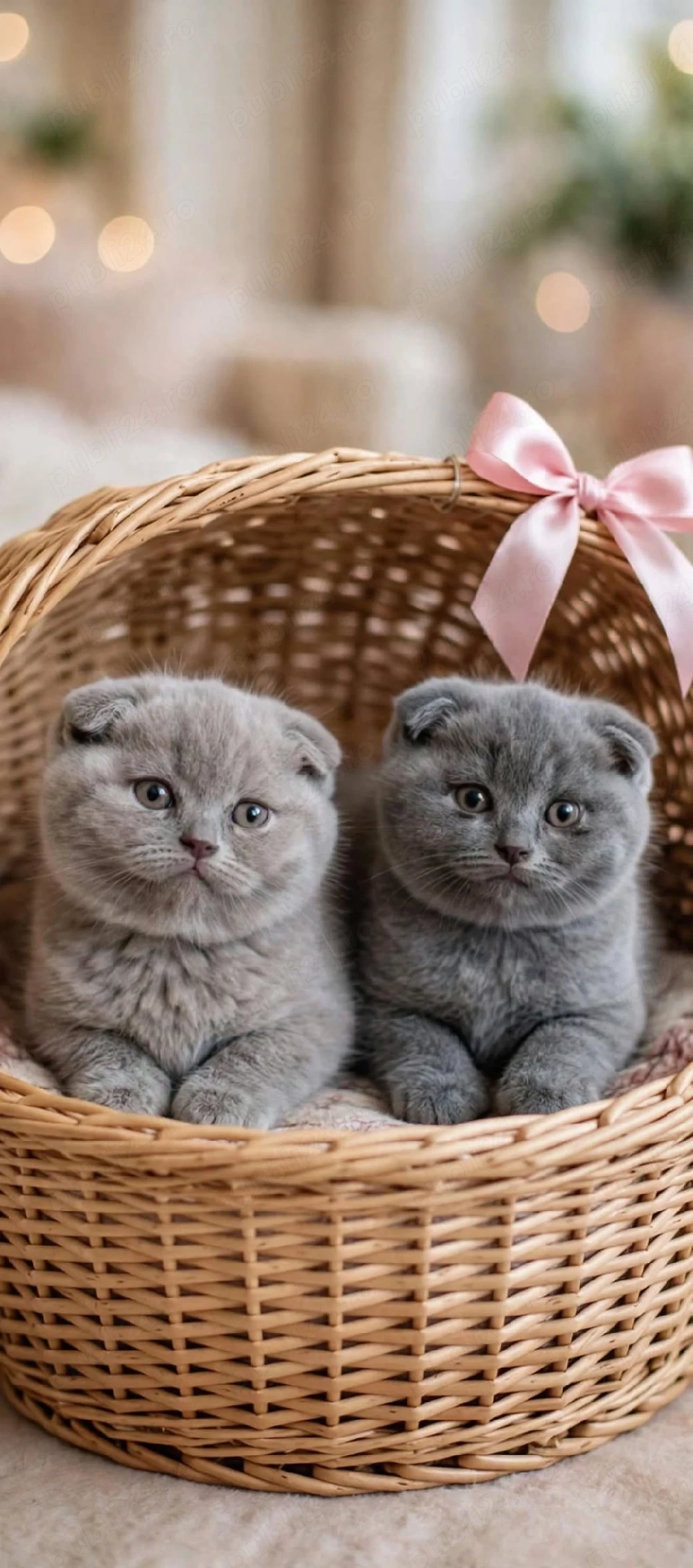 scottish fold!!!asiguram transport!!!