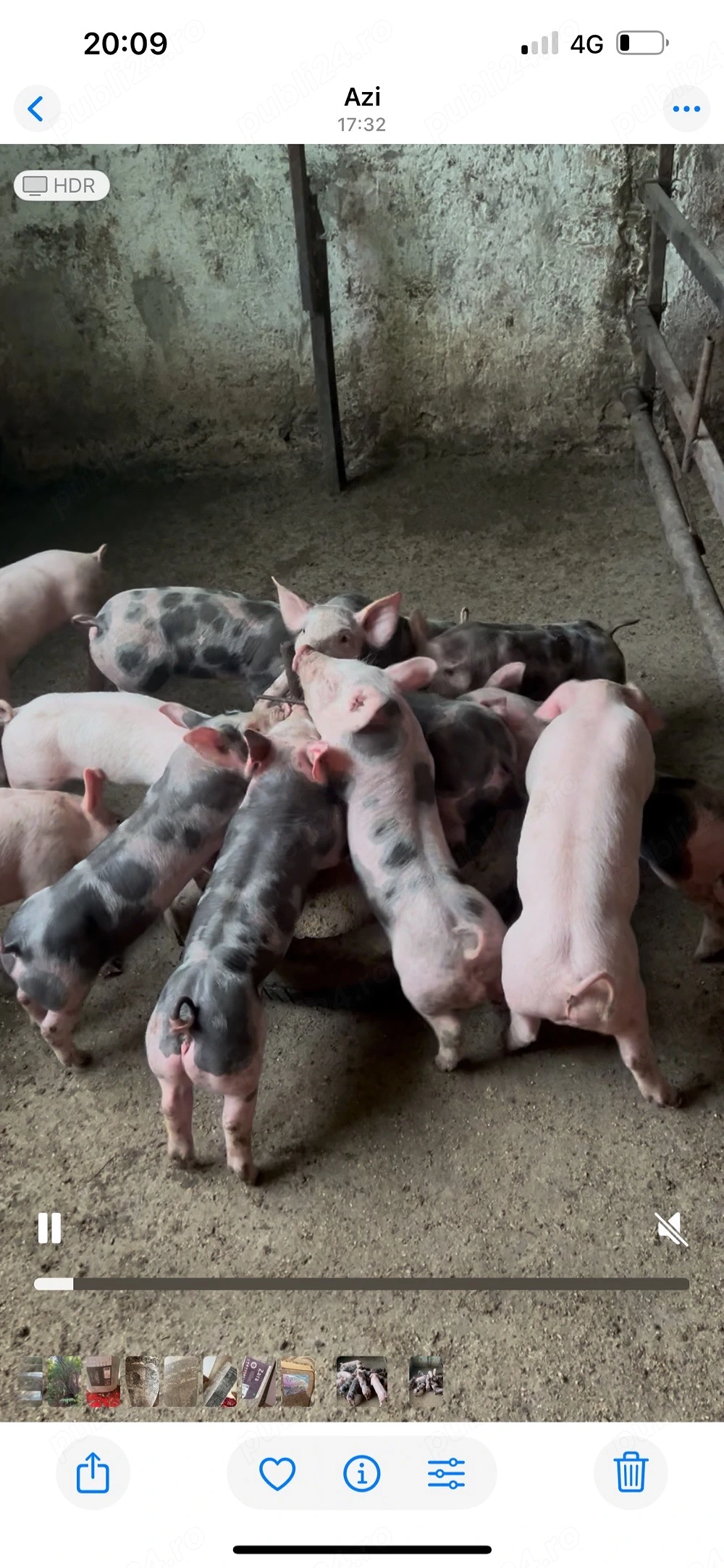 de vinzare purcei intarcati de 5 saptamini 