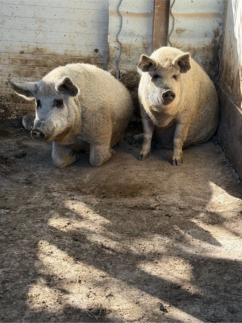 Porci Mangalita 80-150kg 