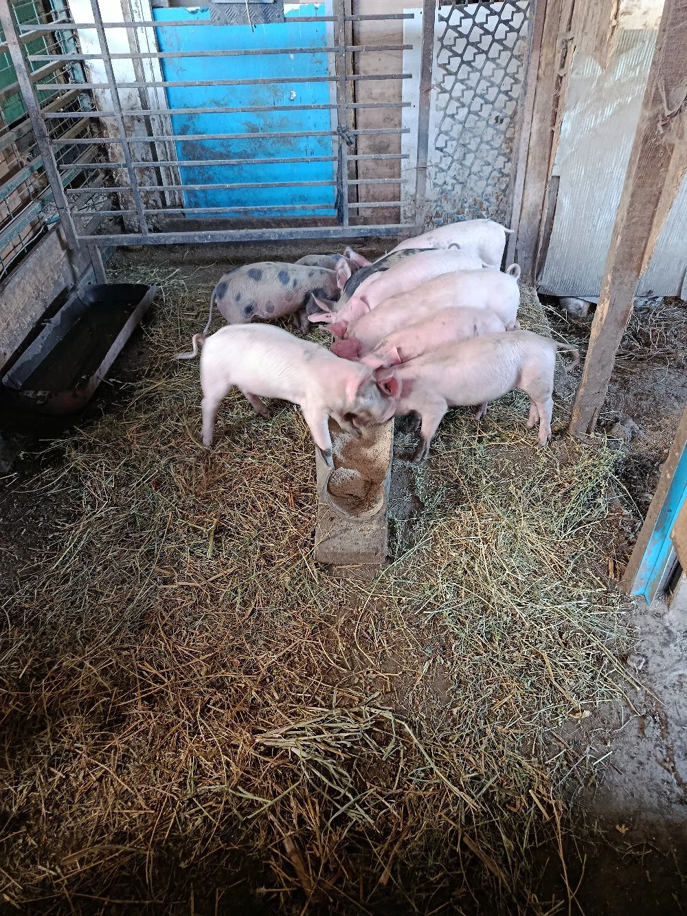 purcei de 8 săptămâni 