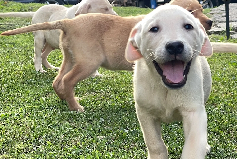 Labradori retriever