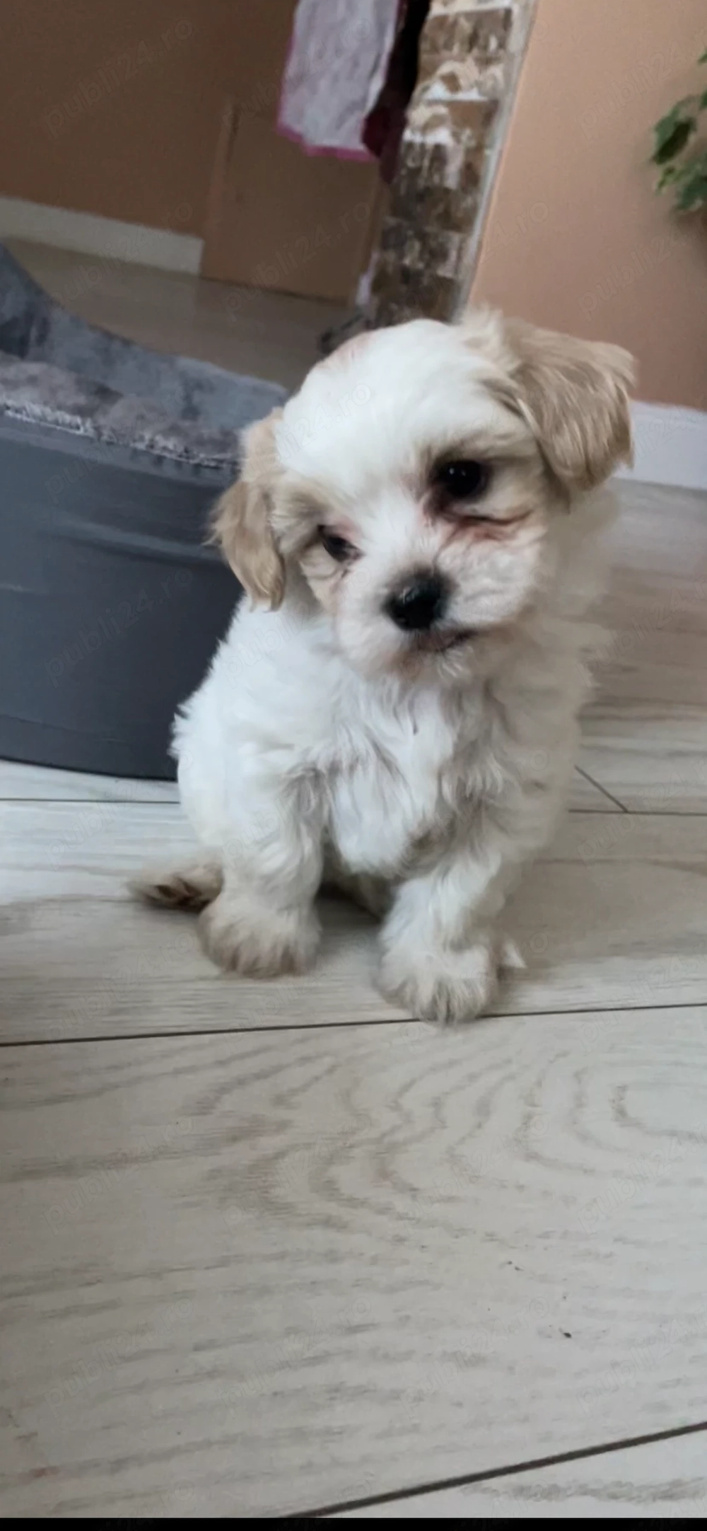 Femele bichon maltez