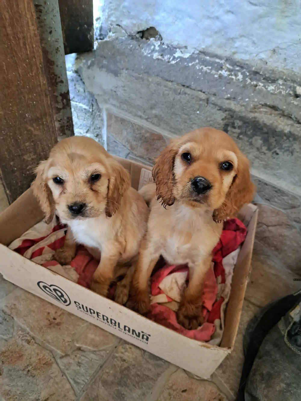    Pui de Cocker Spaniel American disponibili!