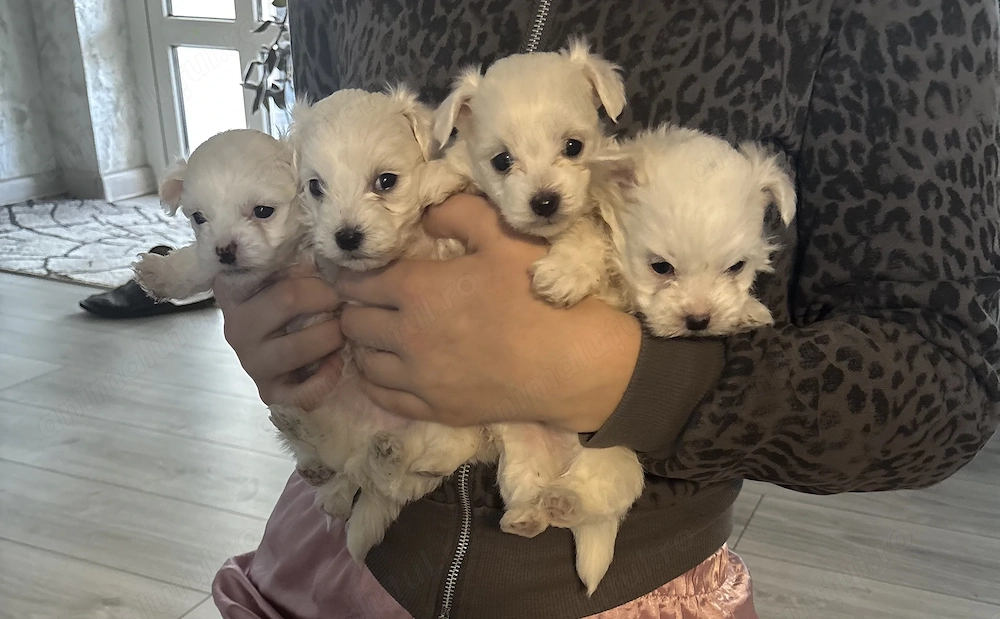 Bichon mini toy de vânzare 