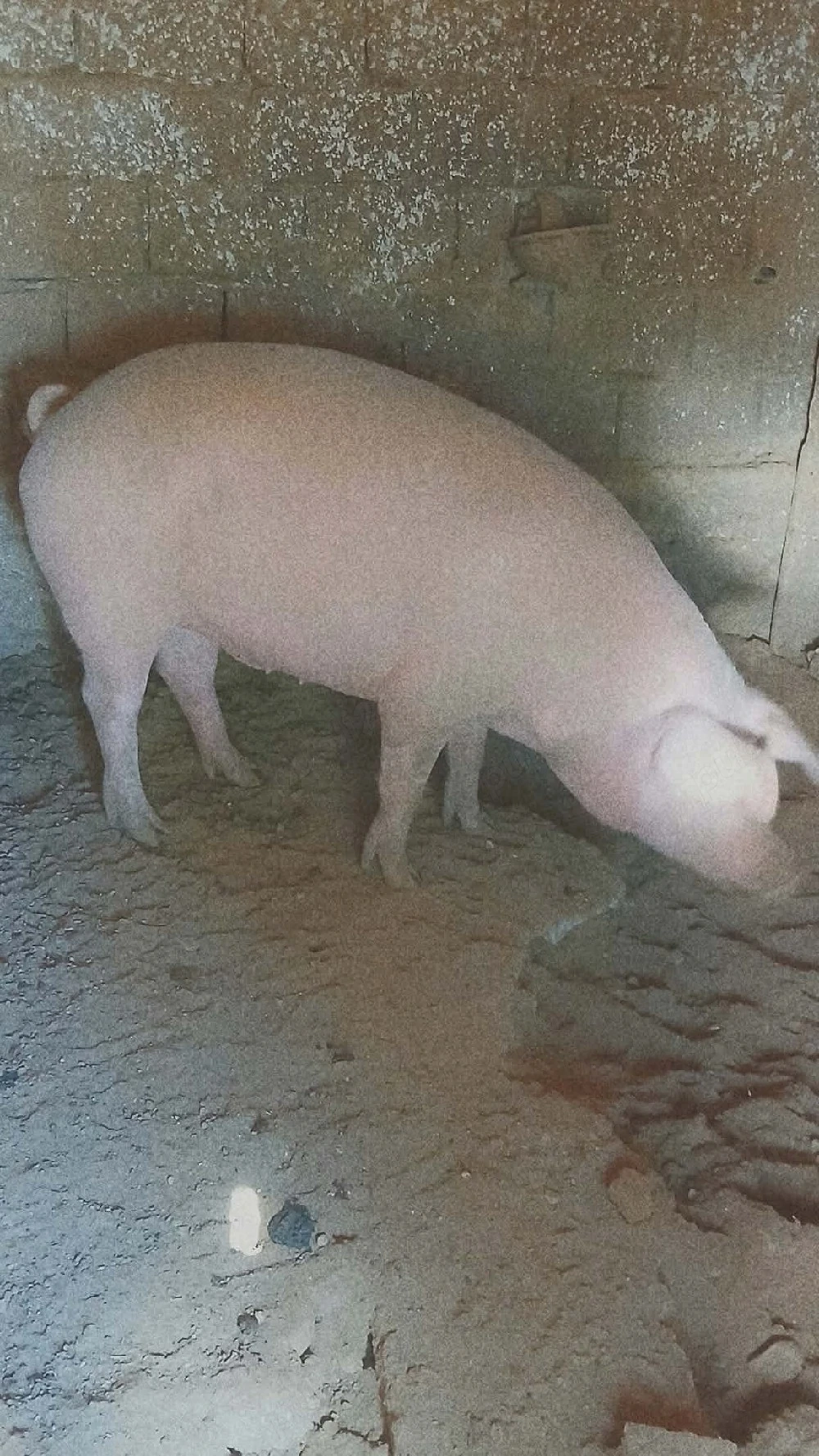 vând porci de curte