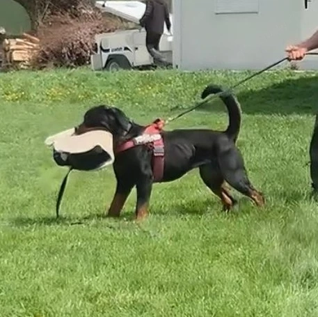 Rottweileri dresați pentru obediență și pază