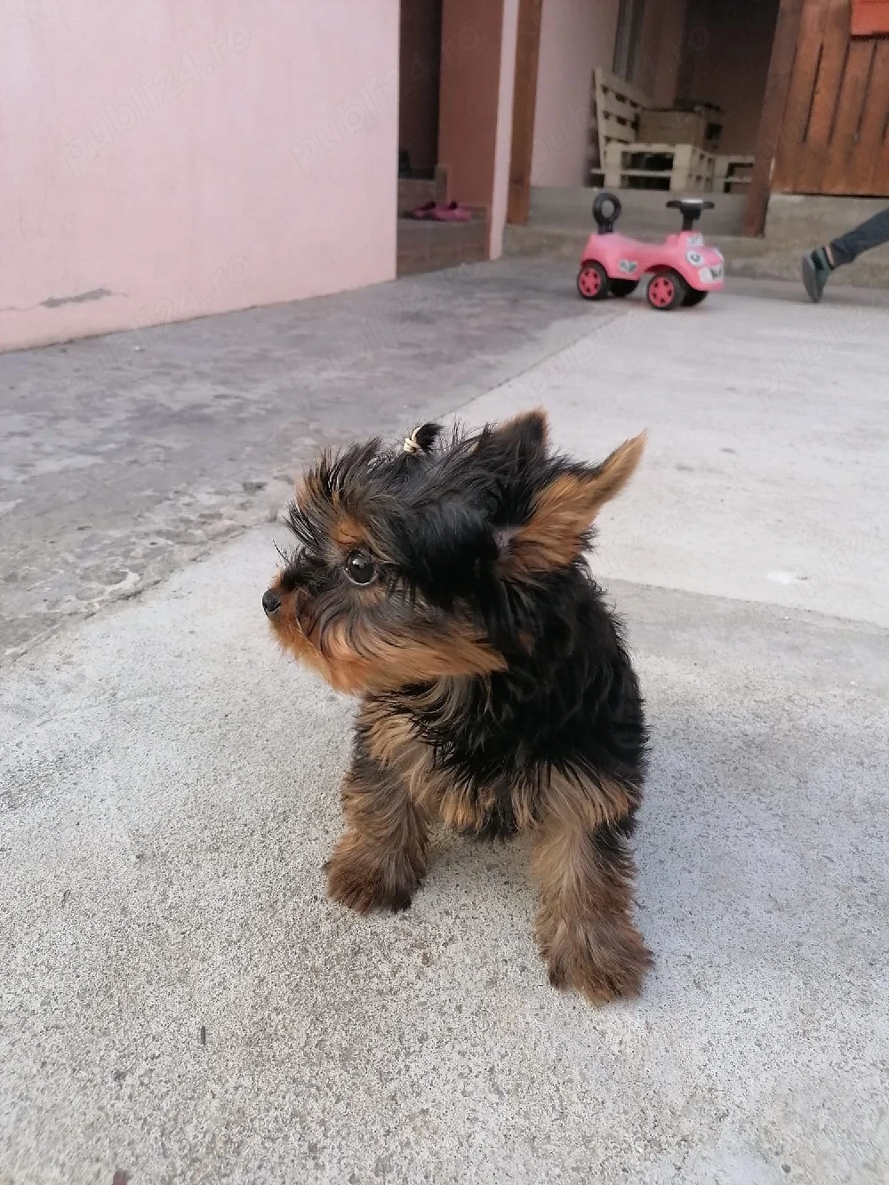 Yorkshire terrier toy 