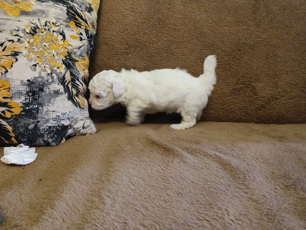 Bishon frise 