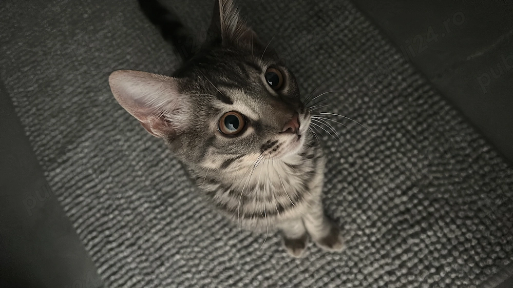  Adoptie pisoi