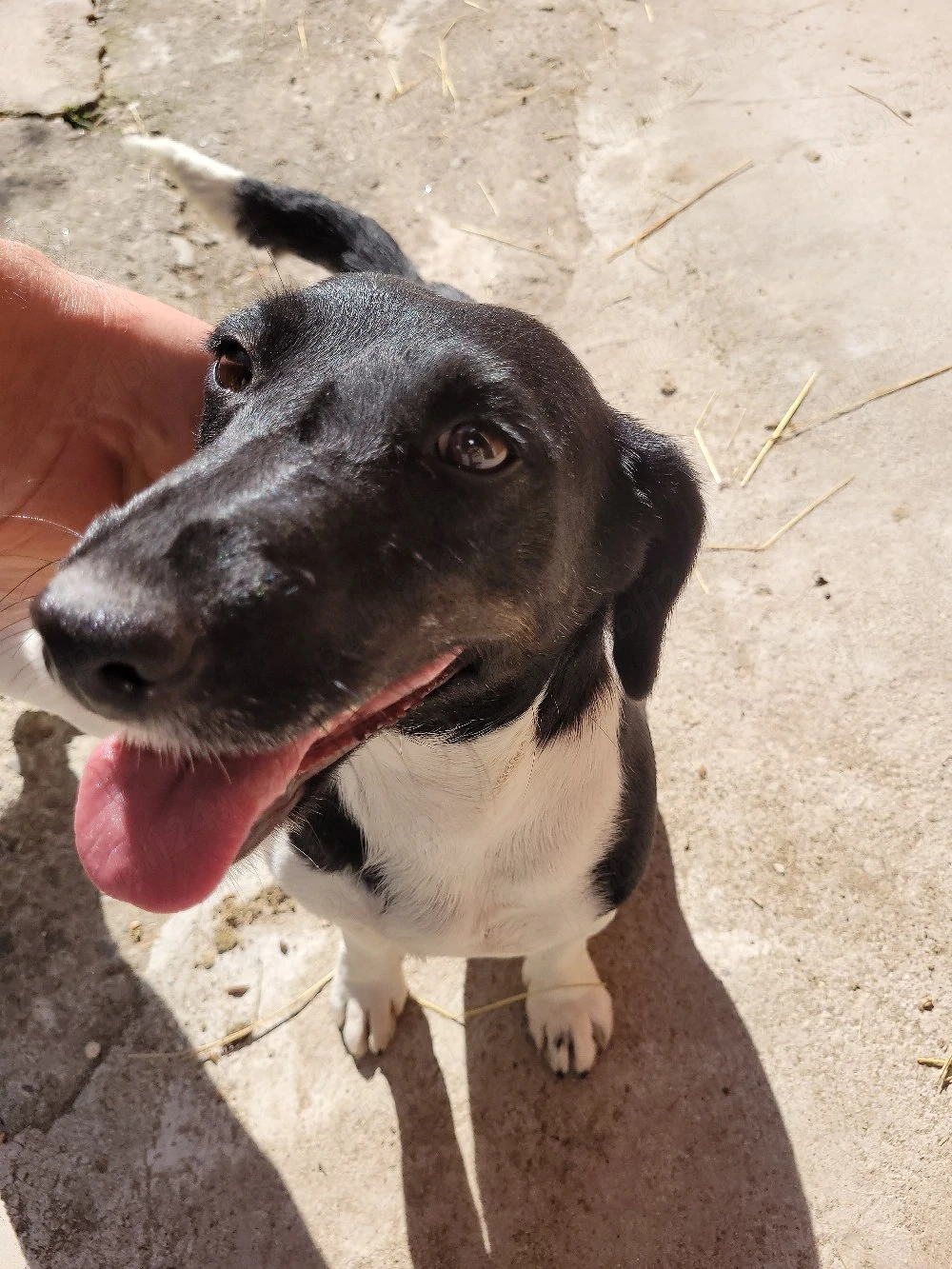 Jack Russel Multicolorr