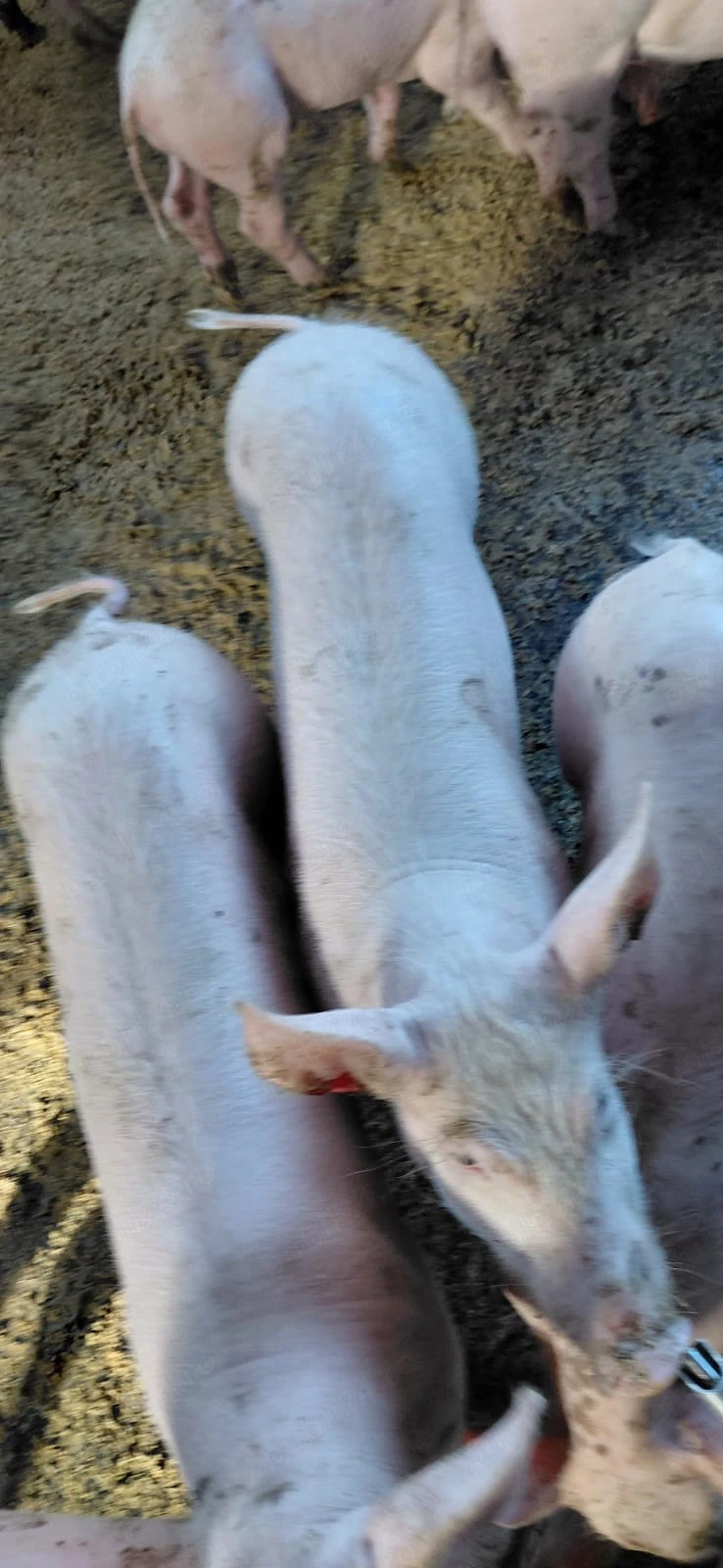 Vand purcei rasa lampia Ialomita
