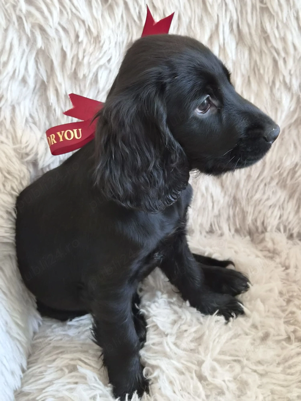 Cocker spaniel fetita 