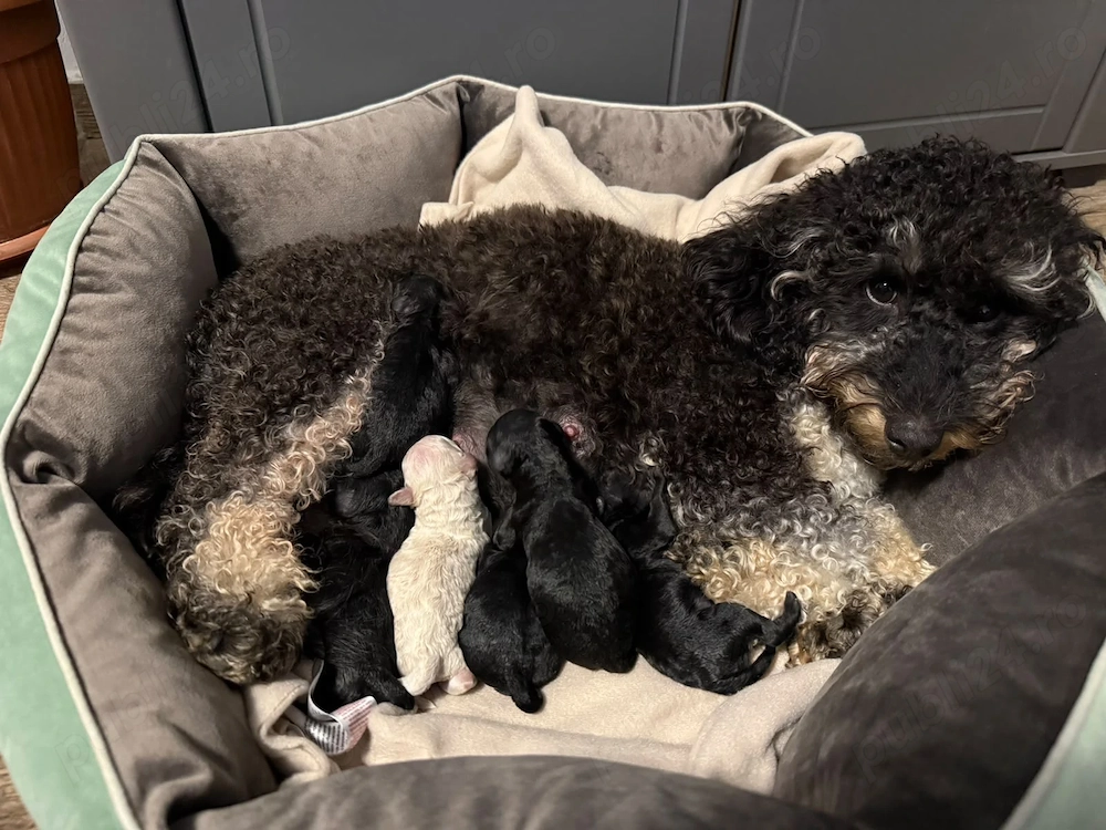 Poodle Pudel Toy disponibili