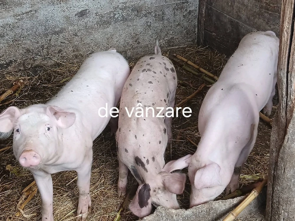 Porci de rasă