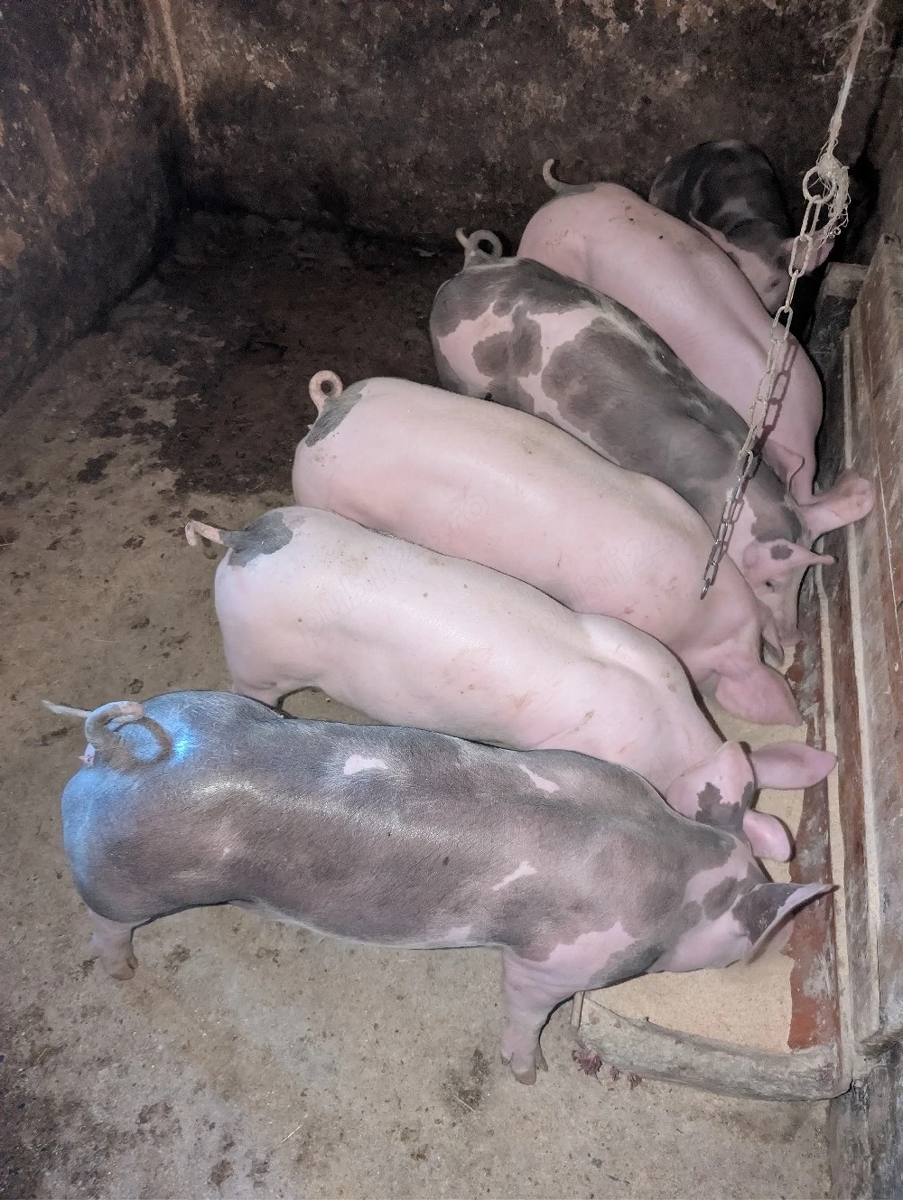 Purcei de carne metis Pietrain 30-36kg