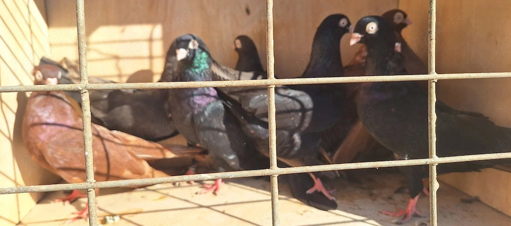 Vand porumbei galateni pana simpla . 