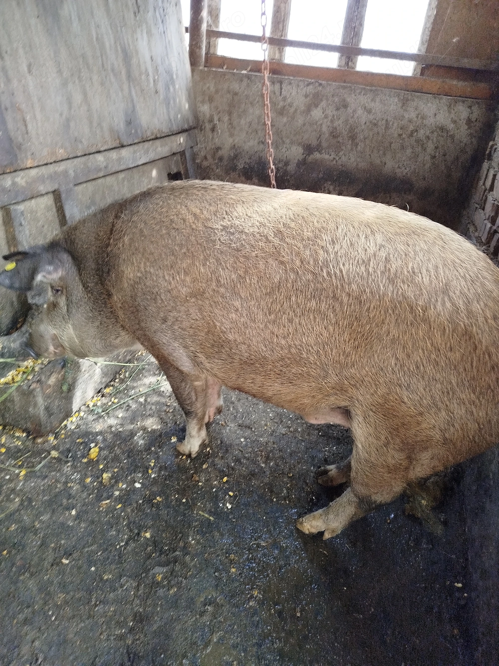 Vând porci de țară 