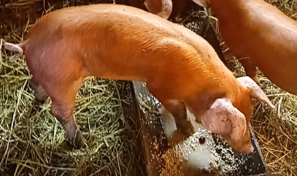 Vând doua purcele Duroc
