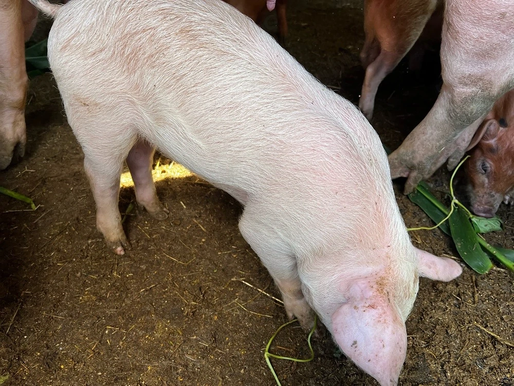 Vând porci 