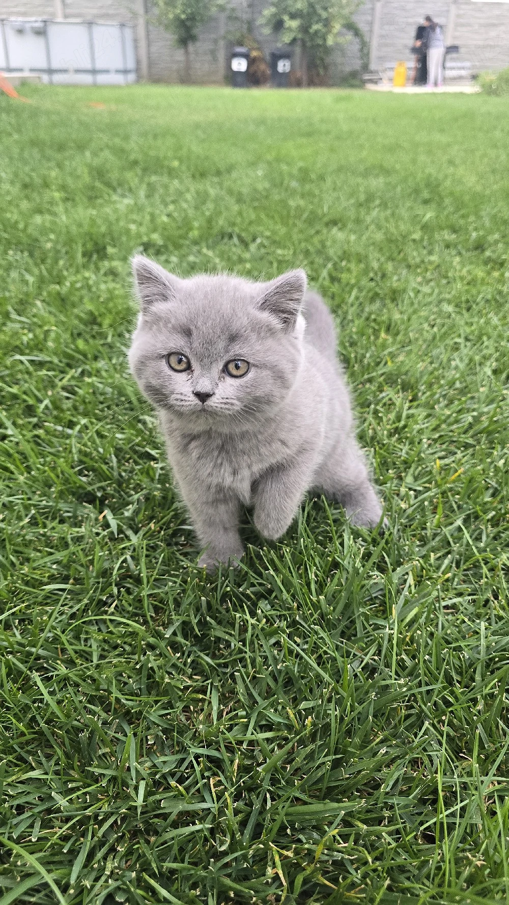 Pui British Shorthair   Tabby & Blue