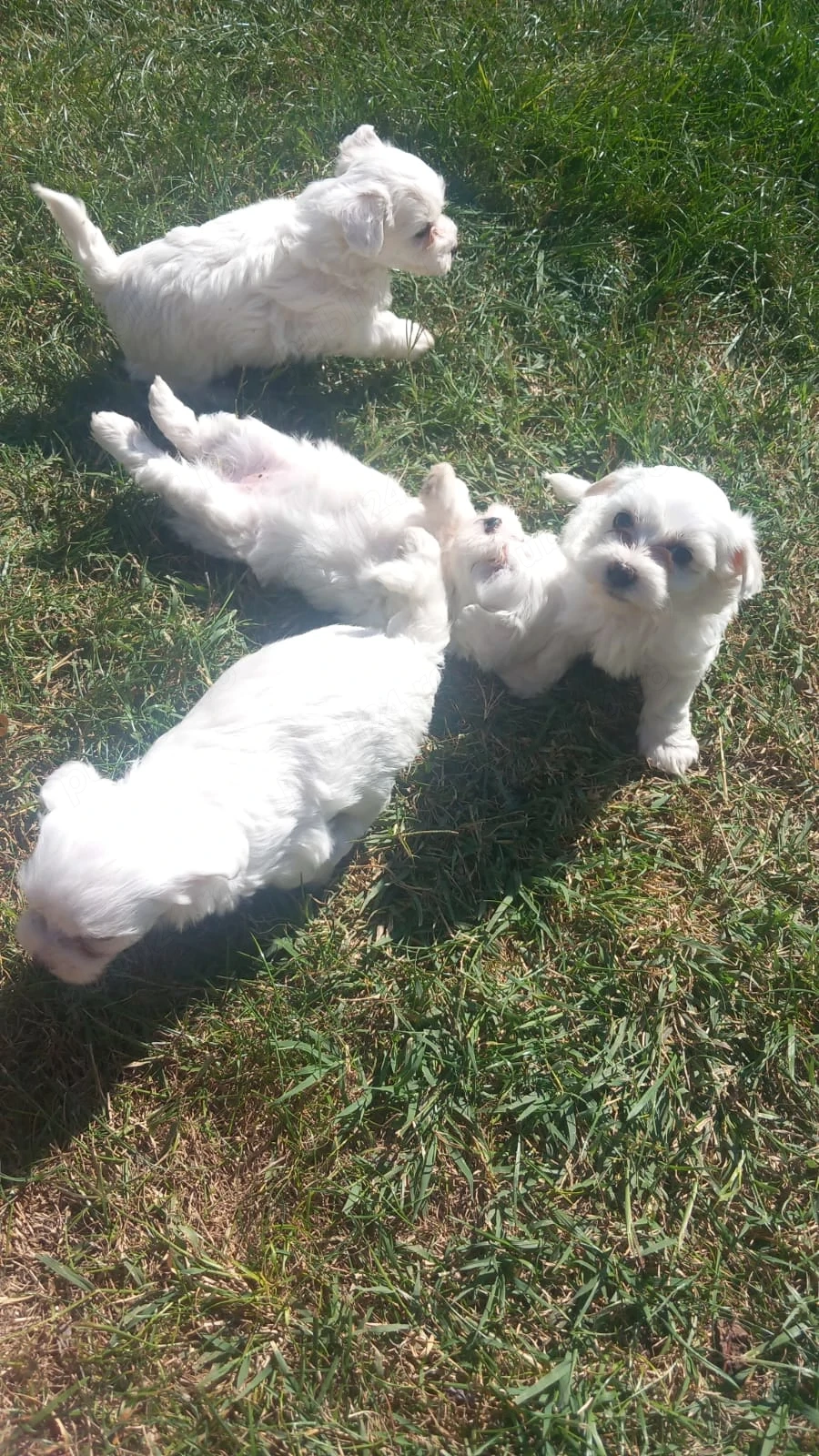 Vând cățeluși bichoni maltezi 
