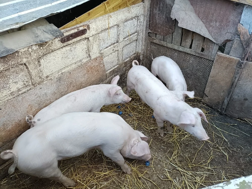 Purcei de vanzare